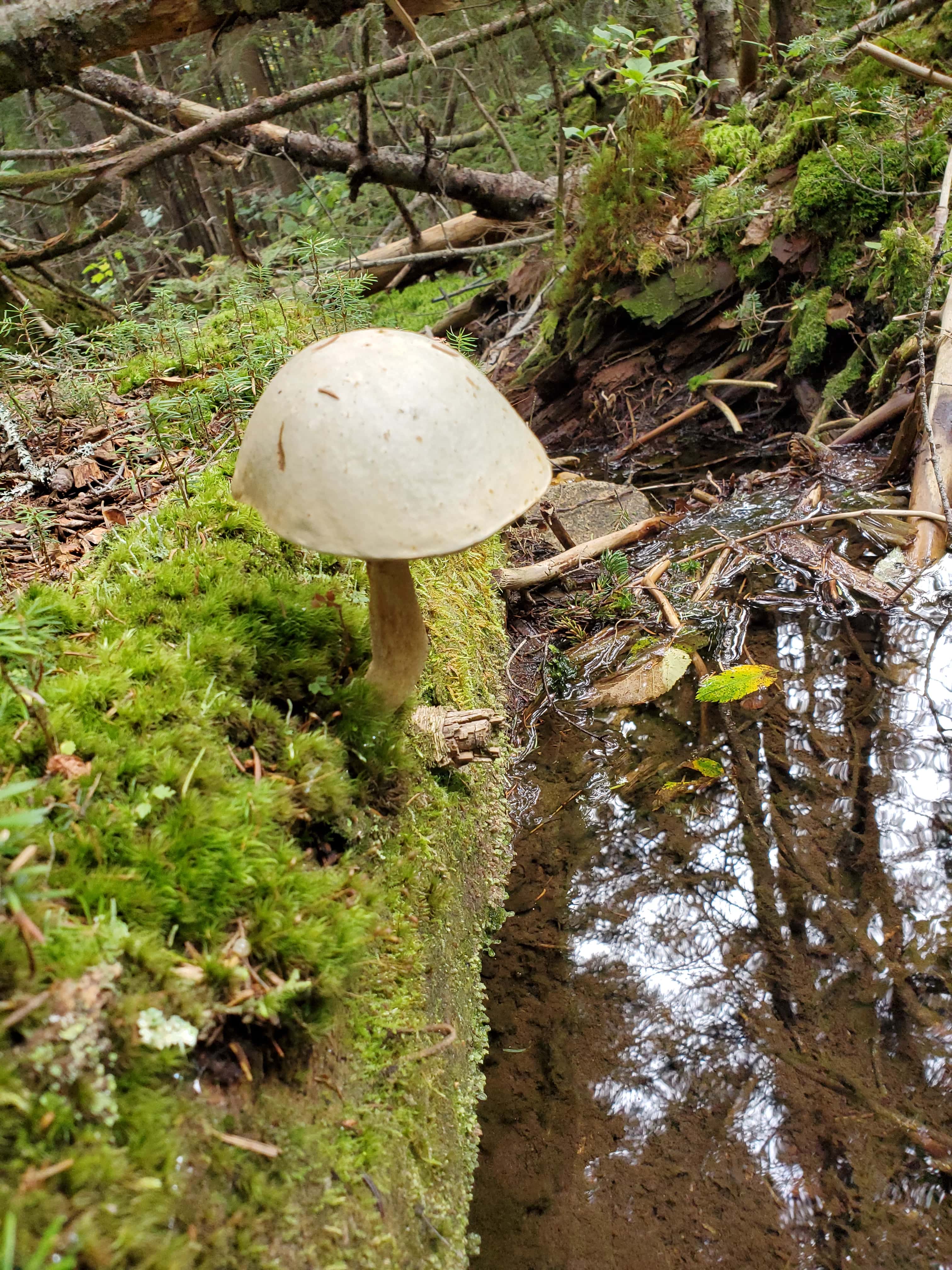 Mushroom in Rangeley, Maine on moss